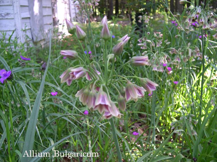 Hortus Conclusus Our Gardens